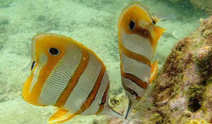 Pattaya Scuba Diving / Snorkeling 1 Day Tour (+Lunch) (+ Hotel Transfer option)