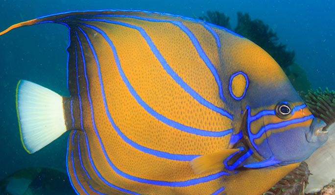 Pattaya Scuba Diving / Snorkeling 1 Day Tour (+Lunch) (+ Hotel Transfer option)