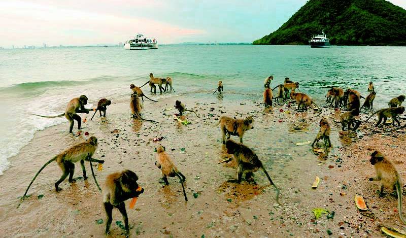 Monkey Island + Rin Island + Khram Yai/Noi Island Luxury Yacht 1 Day Tour (+Lunch/Transfer) (Snorkeling/Kayaking/Fishing)