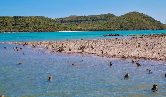 Monkey Island + Rin Island + Khram Yai/Noi Island Luxury Yacht 1 Day Tour (+Lunch/Transfer) (Snorkeling/Kayaking/Fishing)