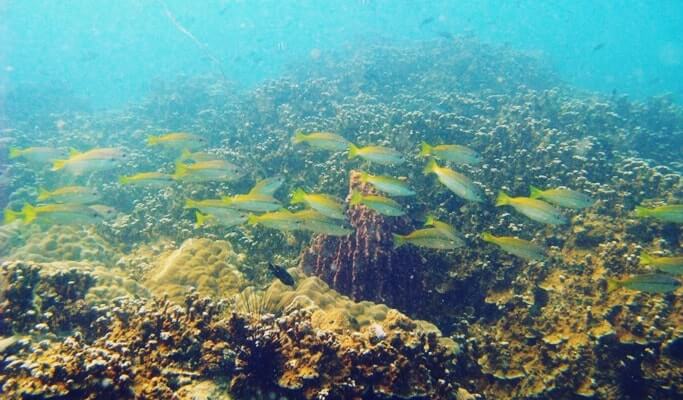 PADI Open Water Diver Course in Pattaya