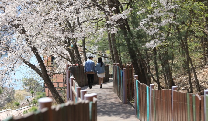 南怡島＋小法國村＆小義大利村＋晨靜樹木園之旅