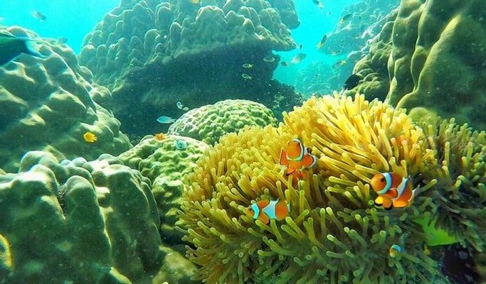Phi Phi Islands 1 Day Sunrise Premium Tour by Speedboat (+Lunch/Snorkeling) - from Phuket
