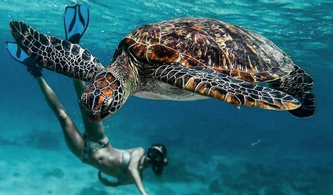 Phi Phi Islands Private Tour (+ Snorkeling) (+ Lunch option) by Long-tail Boat - from Phi Phi Don (Full Day / Half Day)