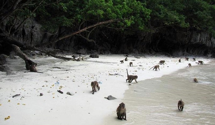 Phi Phi Islands + Khai Islands + Maiton Island 1 Day Tour by Speedboat (+Lunch/Snorkeling) - from Phuket
