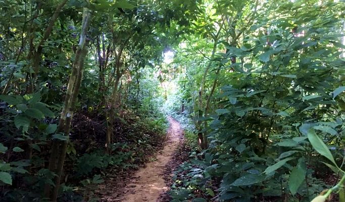 Antrek Phi Phi Don Island Trekking (+Dinner) - from Koh Phi Phi Don Island