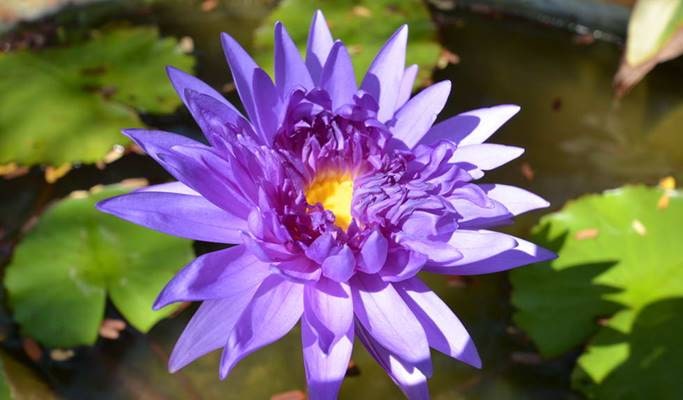 Phuket Botanic Garden Discount Ticket