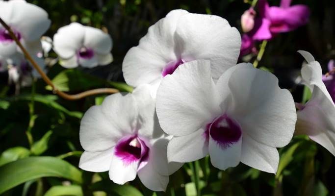 Phuket Botanic Garden Discount Ticket