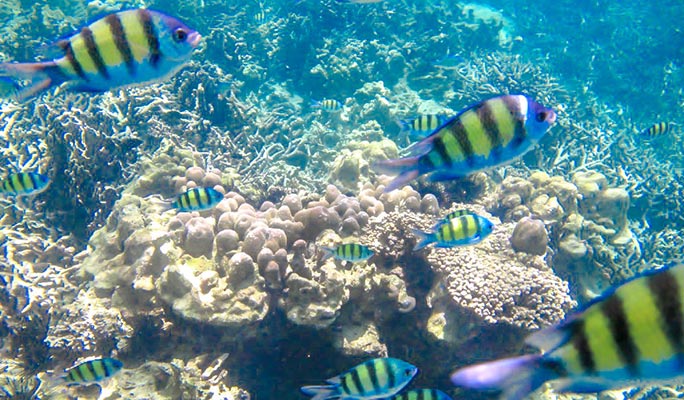 Phuket Coral Island by Speedboat (Half Day / Full Day) (+ Hotel Transfer)