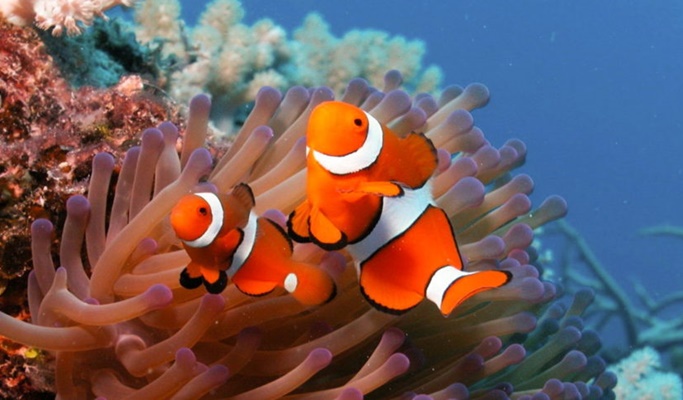 Phuket Snorkeling & Discover Scuba Diving 1 Day Tour (No License Needed)