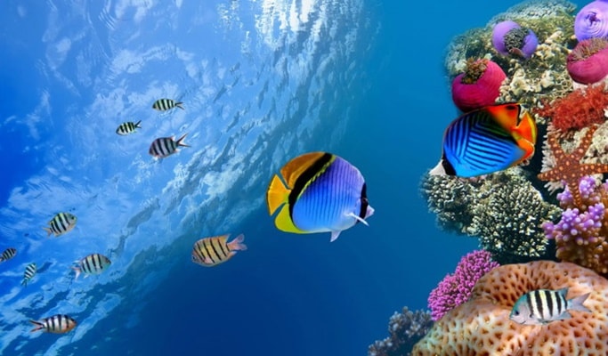 Phuket Snorkeling & Discover Scuba Diving 1 Day Tour (No License Needed)