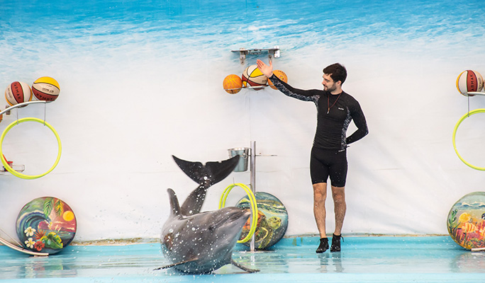 Phuket Dolphins Bay Show Discount Ticket