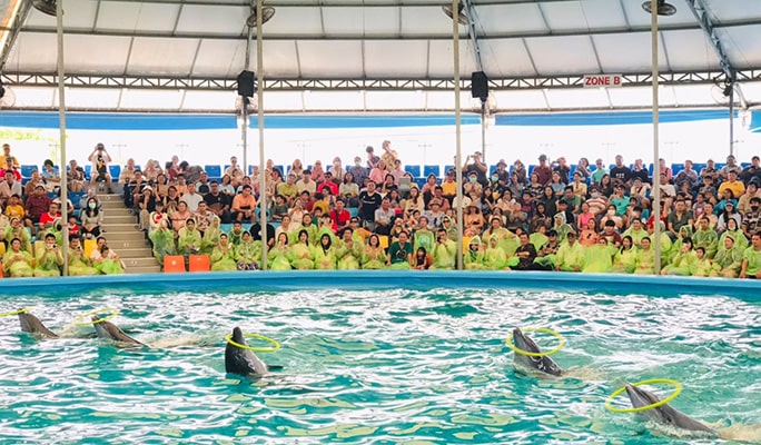 Phuket Dolphins Bay Show Discount Ticket