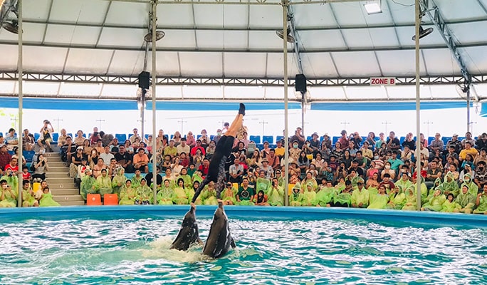 Phuket Dolphins Bay Show Discount Ticket