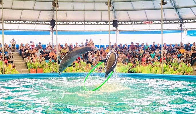 Phuket Dolphins Bay Show Discount Ticket