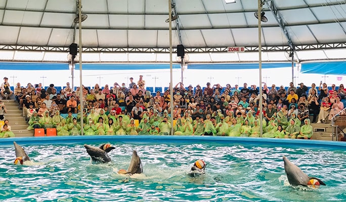 Phuket Dolphins Bay Show Discount Ticket