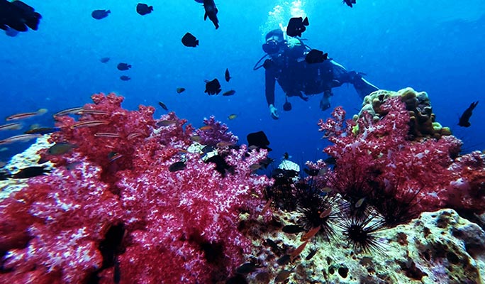 Phuket Scuba Diving Tour (+ Hotel Transfer)