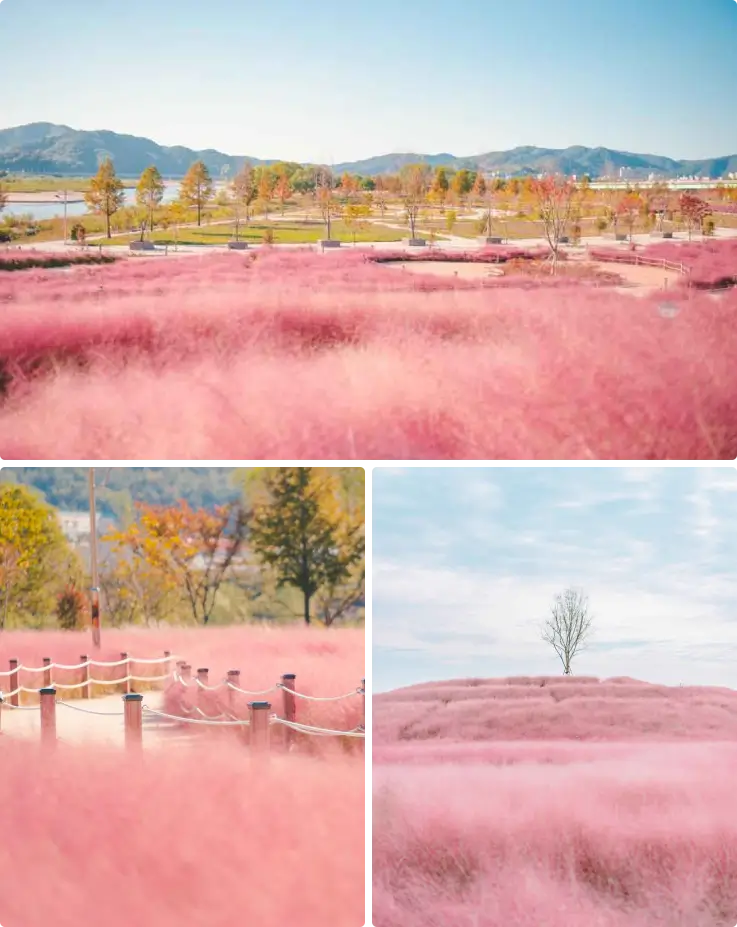Pink muhly grass field at Hapcheon Sinsoyang Sports Park in autumn