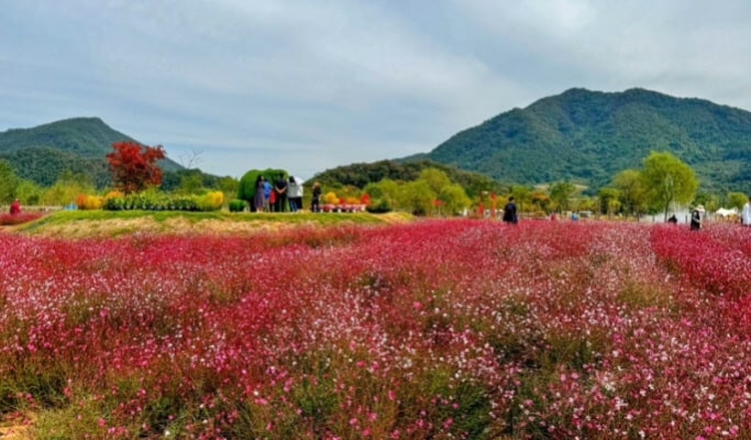 Pocheon Colorful Autumn Tour: Herb Island + Pocheon Garden Festa + Nari Park 1 Day Tour - from Seoul (Sept 4~Oct 20)