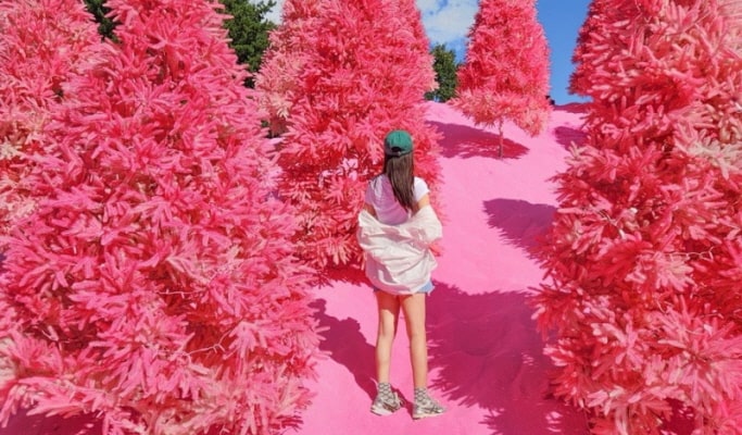 Pocheon Colorful Autumn Tour: Herb Island + Pocheon Garden Festa + Nari Park 1 Day Tour - from Seoul (Sept 4~Oct 20)