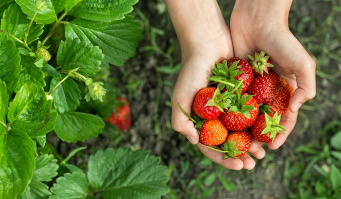 Seoul Vicinity Pocheon Art Valley Pocheon Herb Island Strawberry Farm 1 Day Afternoon Tour Decmay - 