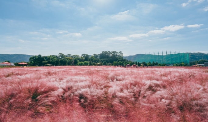 Pocheon Colorful Autumn Tour: Herb Island + Pocheon Garden Festa + Nari Park 1 Day Tour - from Seoul (Sept 4~Oct 20)