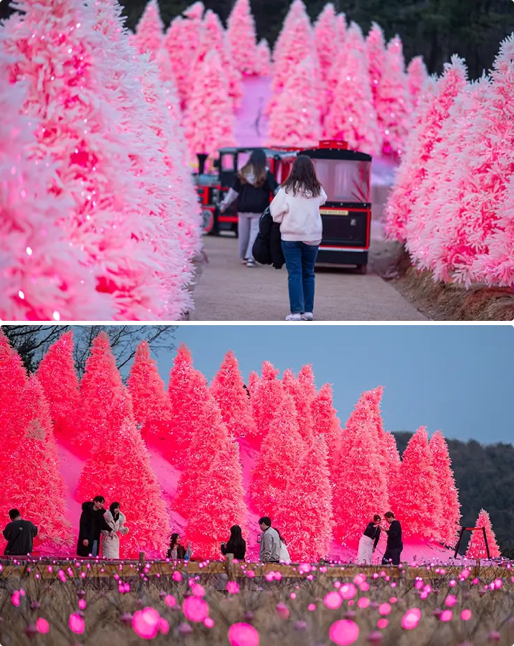 Pink sand festival at Pocheon Herb Island.