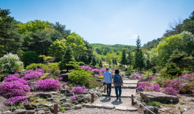 Pocheon Herb Island + Pyunggang Land + Suspension Bridge 1 Day Tour - from Seoul (May 1~Aug 30)