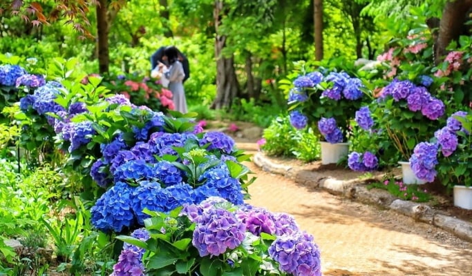 Pocheon Herb Island + Pyunggang Land + Suspension Bridge 1 Day Tour - from Seoul (May 1~Aug 30)