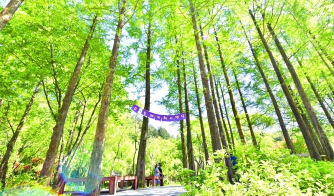 Pocheon Herb Island + Pyunggang Land + Suspension Bridge 1 Day Tour - from Seoul (May 1~Aug 30)