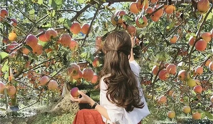 Pocheon Sanjeong Lake + Bidulginang Cascade + Herb Island (+ Apple/Strawberry Farm options) 1 Day Tour - from Seoul