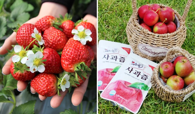 Seoul Vicinity: Pocheon Art Valley + Garden of Morning Calm + Strawberry/Apple Farm 1 Day Tour (EG Tour)