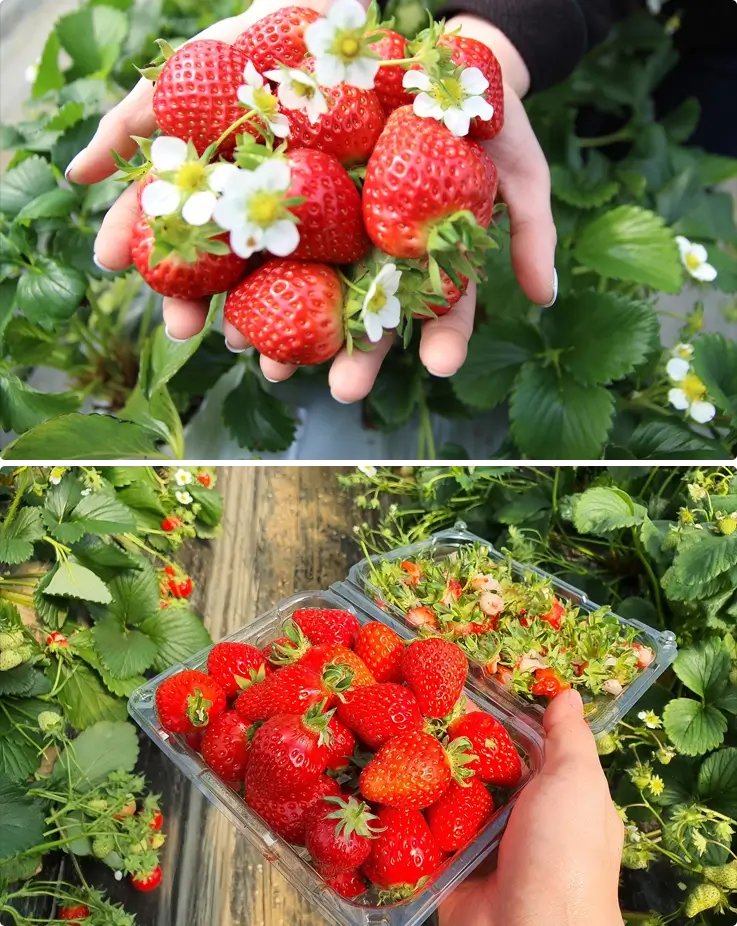 Visitors picking strawberries at a local farm in Korea
