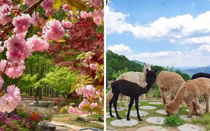 Cherry blossoms at Nami Island on the left, alpacas at Alpaca World on the right
