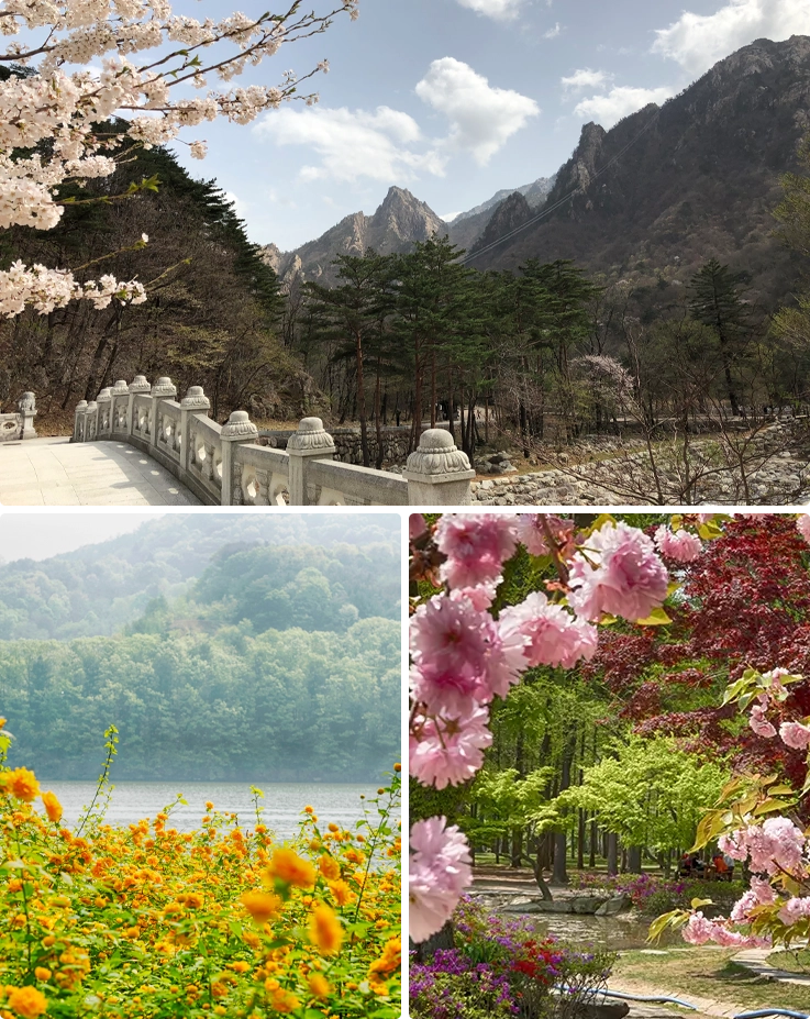 Cherry blossoms at Seoraksan National Park on top, spring flowers at Nami Island on the bottom
