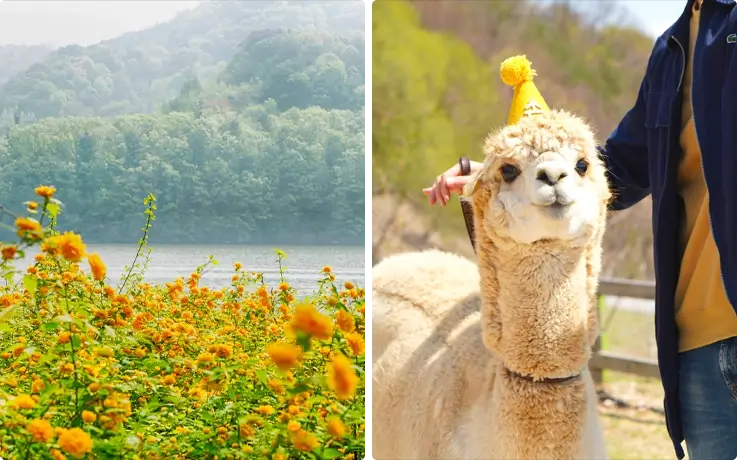 Spring flowers at Nami Island on the left, alpacas at Alpaca World on the right