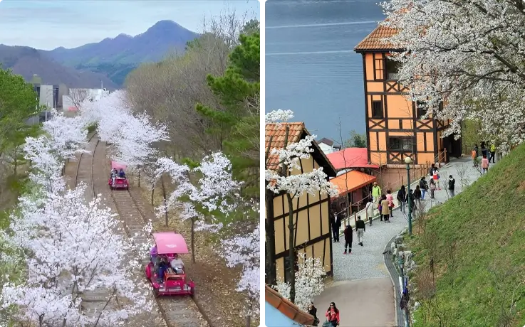 Cherry blossoms on the rail tracks at Gangchon Rail Bike on the left, cherry blossoms at Petite France on the right