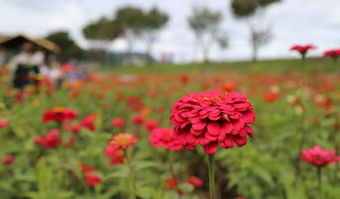 蓬坪ソバ花祭り＆平昌ヒャクニチソウ祭り1日ツアー (9/4~15)