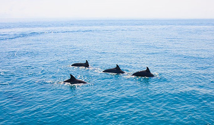 Racha Noi + Racha Yai + Maiton Island 1 Day Tour by Speedboat (+ Snorkeling/Lunch) (+ Transfer) - from Phuket