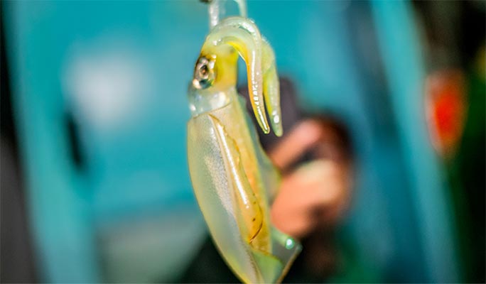 Racha Yai Island Fishing and Trolling 1 Day Tour (+ Snorkeling/Lunch) (+Hotel Transfer) - from Phuket