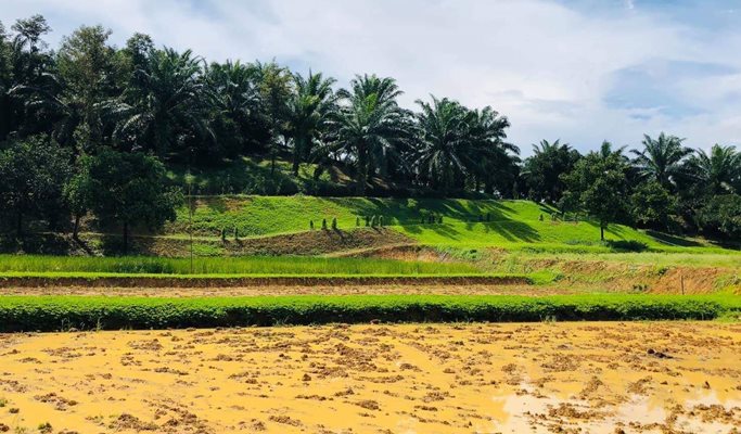 Phang Nga Rice Field Farming Experience & Tubing 1 Day Tour (+Lunch/Transfer) - from Phuket/Khao Lak