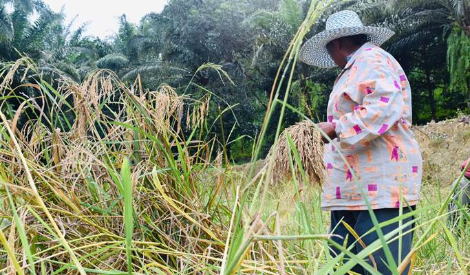 Phang Nga Rice Field Farming Experience & Tubing 1 Day Tour (+Lunch/Transfer) - from Phuket/Khao Lak