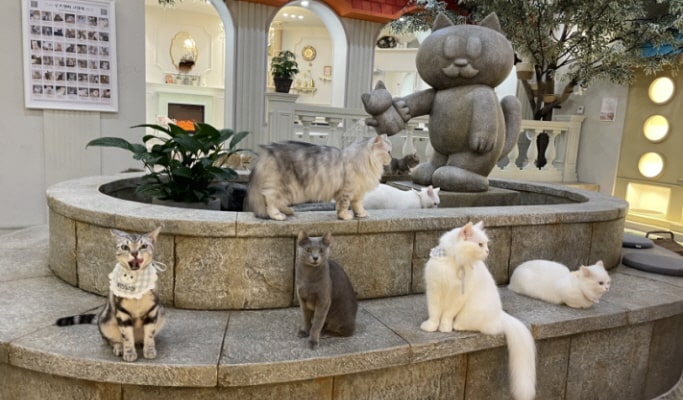 弘大の猫カフェ：ルーフ・キャット・ミー(Roof Cat Me)割引チケット