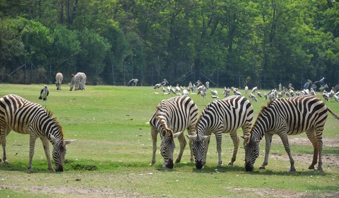 Safari World Bangkok Discount Ticket & Shared/ Private Transfer Service