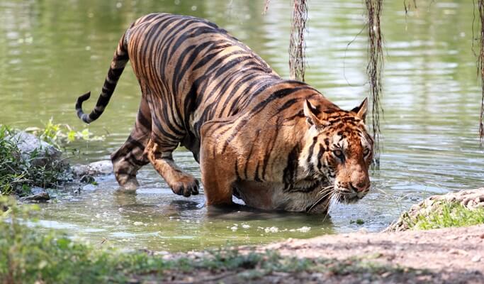 曼谷野生動物世界優惠票（+午餐）