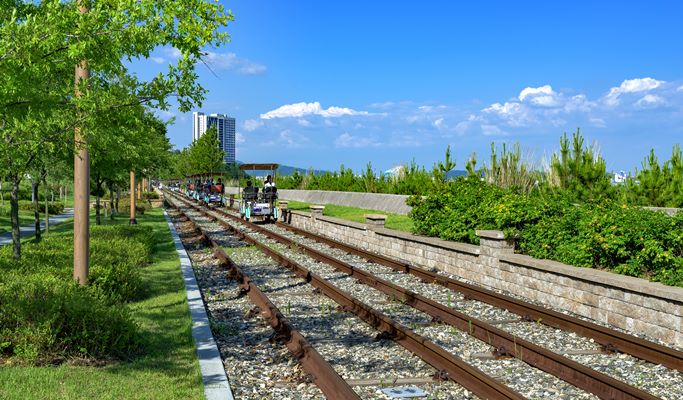 Spring Special: Samcheok Ocean Rail Bike + Cherry Blossom & Canola Flower Festival 1 Day Tour - from Seoul (Mar 26~Apr 30)