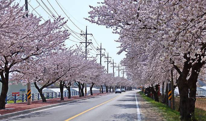 Spring Special: Samcheok Ocean Rail Bike + Cherry Blossom & Canola Flower Festival 1 Day Tour - from Seoul (Mar 26~Apr 30)