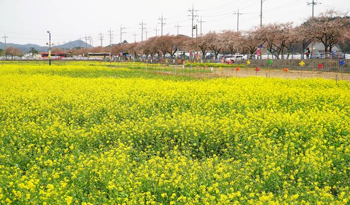 Spring Special: Samcheok Ocean Rail Bike + Cherry Blossom & Canola Flower Festival 1 Day Tour - from Seoul (Mar 26~Apr 30)