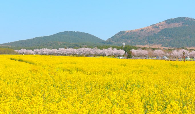 Spring Special: Samcheok Ocean Rail Bike + Cherry Blossom & Canola Flower Festival 1 Day Tour - from Seoul (Mar 26~Apr 30)