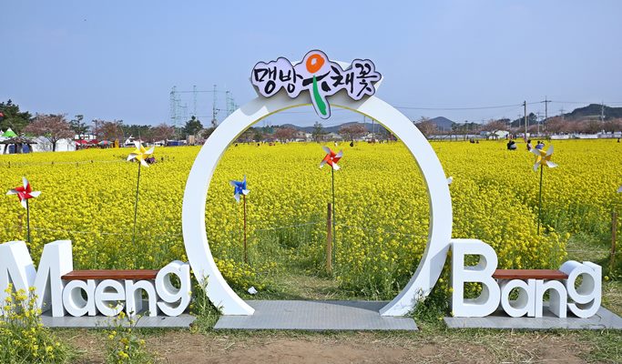 Spring Special: Samcheok Ocean Rail Bike + Cherry Blossom & Canola Flower Festival 1 Day Tour - from Seoul (Mar 26~Apr 30)